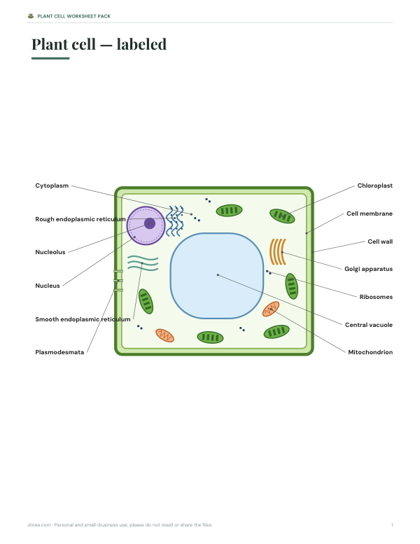 Preview of Printable Plant Cell Diagram Labeled